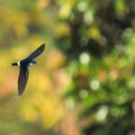 Golondrina chilena. Créditos: Juan Rodolfo Lillo