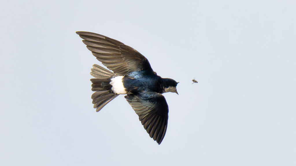 Golondrina chilena. Créditos: Juan Rodolfo Lillo