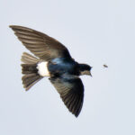 Golondrina chilena. Créditos: Juan Rodolfo Lillo