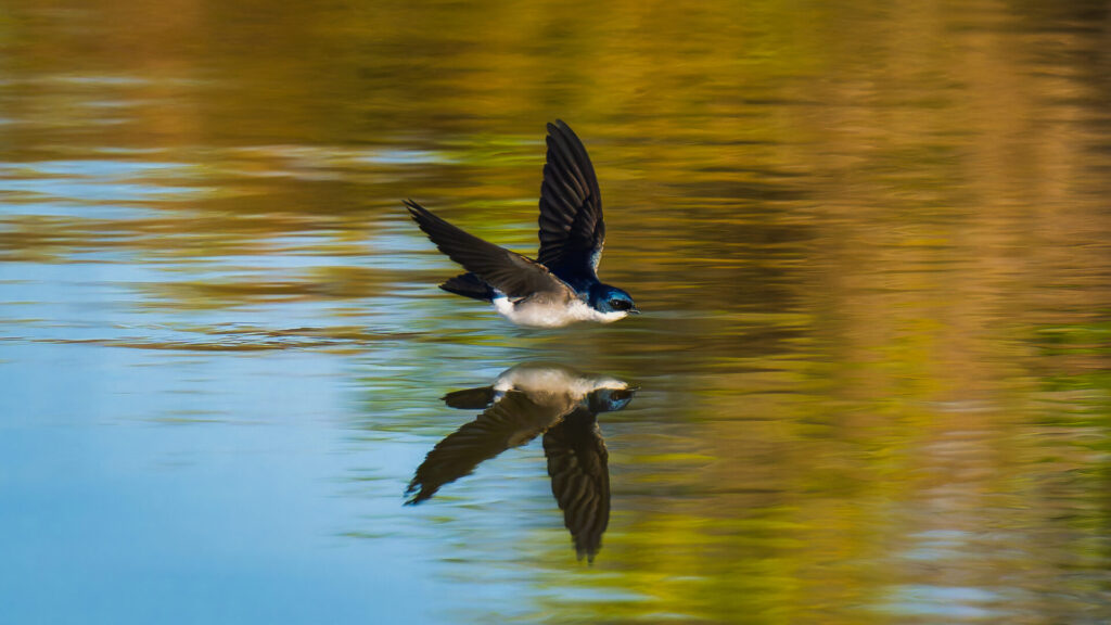 Golondrina chilena. Créditos: Juan Rodolfo Lillo