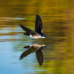 Golondrina chilena. Créditos: Juan Rodolfo Lillo