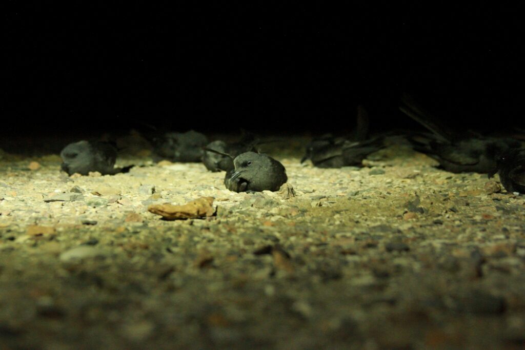 Golondrina de mar negra afectada por contaminación lumínica Créditos: Rodrigo Silva