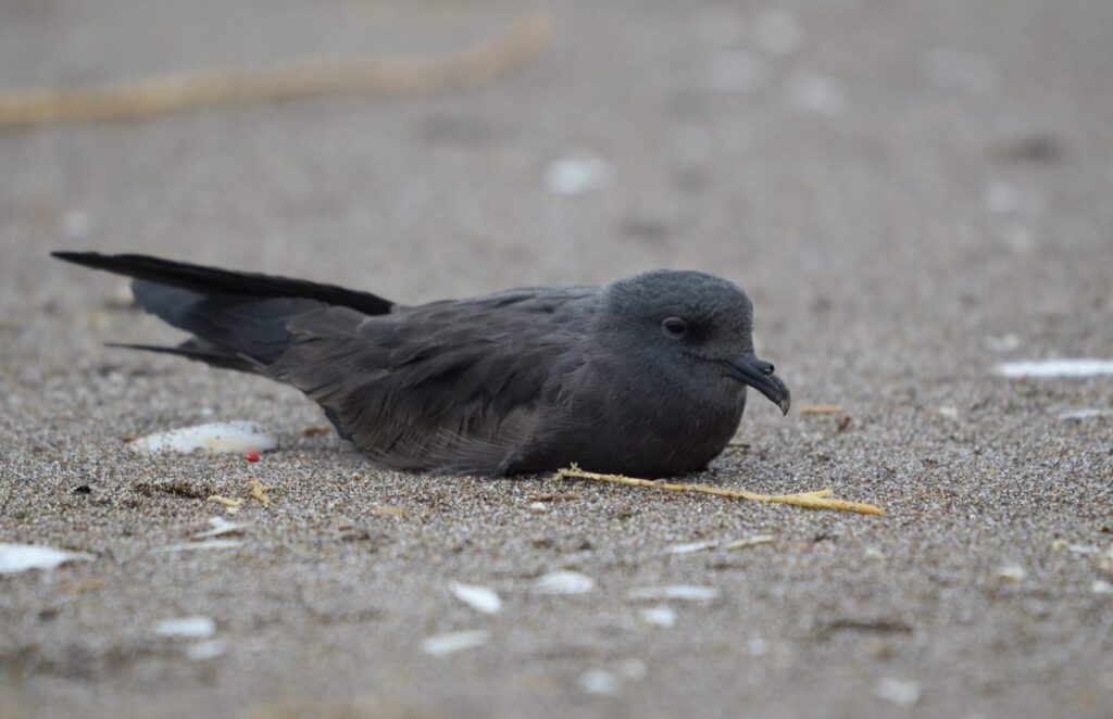 Golondrina de mar negra Créditos: Pablo Gutiérrez