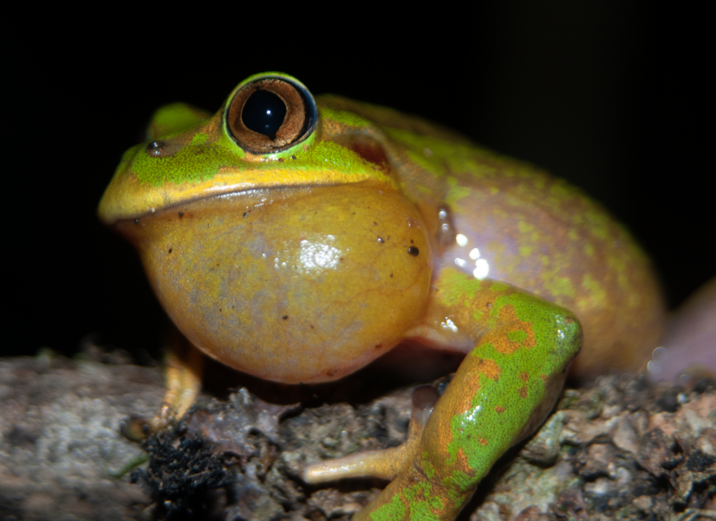 Sapito selvático o rana esmeralda (Hylorina sylvatica). Créditos: ©Andrés "Andy" Charrier