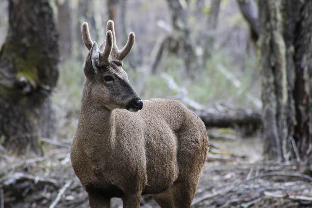Huemul. Créditos: Barbara Tupper