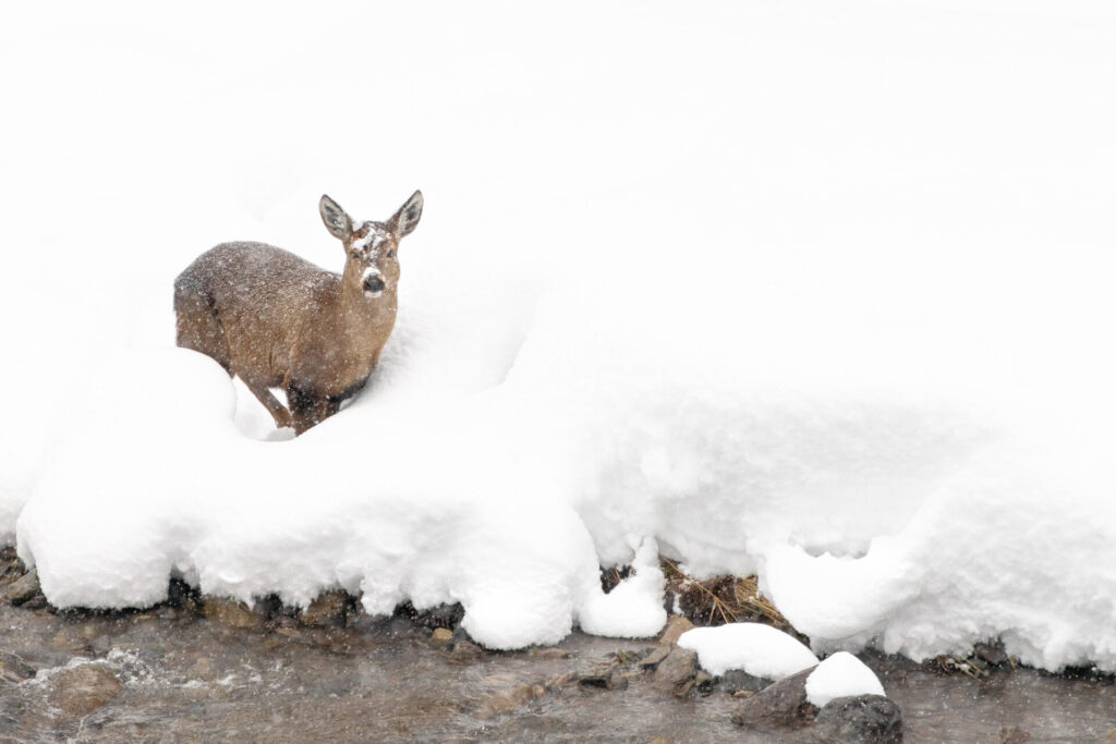 Huemul. Créditos: Francisco Espildora