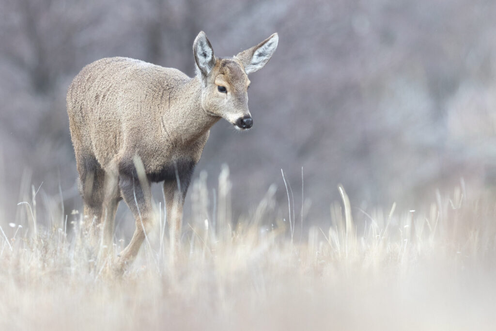 Huemul. Créditos: Francisco Espildora