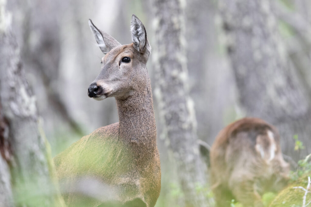 Huemul. Créditos: Francisco Espildora