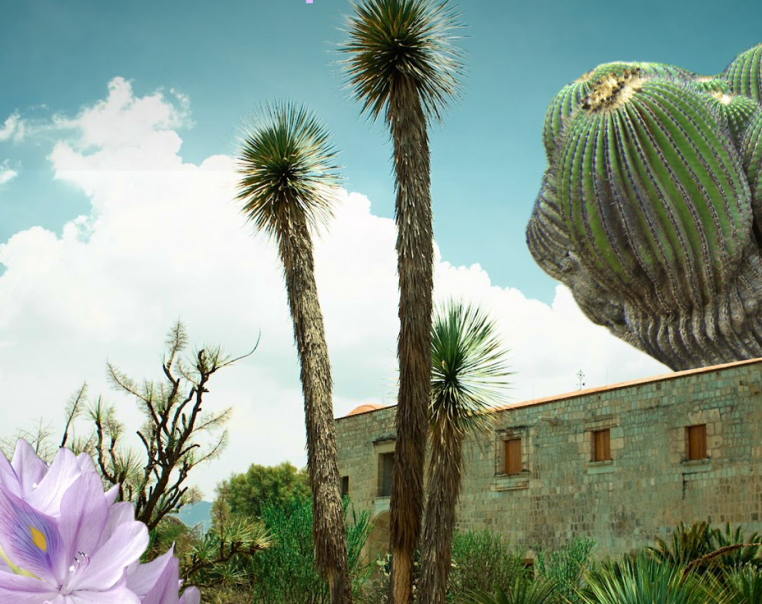 Conectando con la flora: 7 jardines botánicos imperdibles de México
