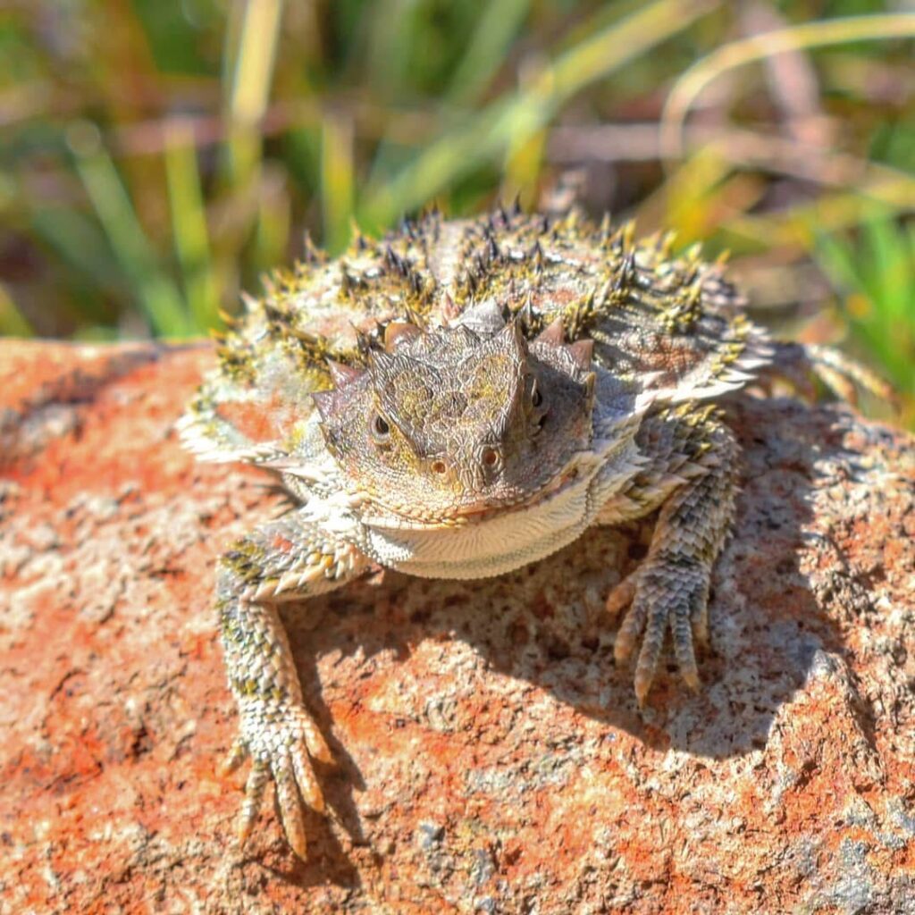 Phrynosoma orbiculare se alimenta principalmente de hormigas, que representan la mayor parte de las presas registradas en su dieta. Créditos: Erika Adriana Reyes Velázquez y Aldo Gómez Benítez