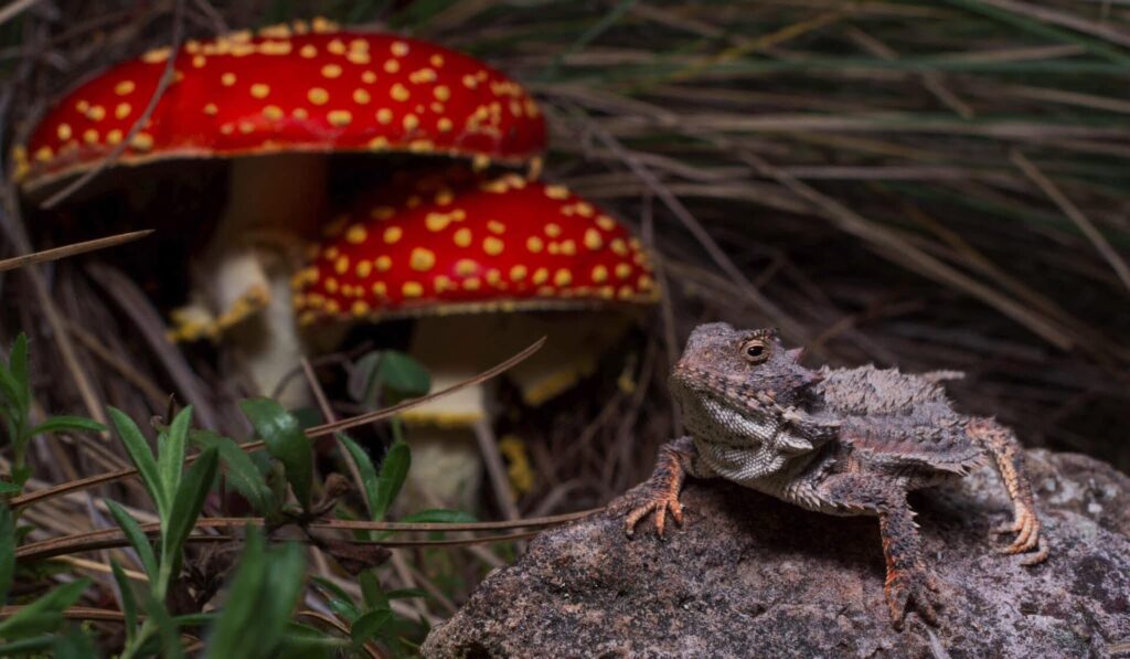 Aunque parece un pequeño dragón, el "camaleón" de montaña es en realidad un lagarto cornudo de la familia Phrynosomatidae. Créditos: Erika Adriana Reyes Velázquez y Aldo Gómez Benítez