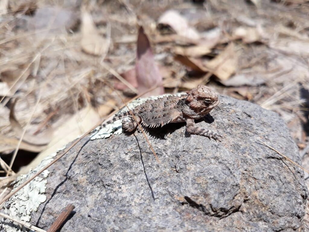 Las espinas del lagarto cornudo forman parte de un conjunto de adaptaciones que dificultan su captura por parte de algunos depredadores. Créditos: Erika Adriana Reyes Velázquez y Aldo Gómez Benítez