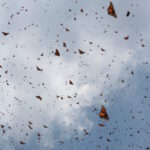 Mariposas en vuelo. Crédito: Fondo Monarca
