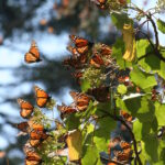 La migración de la mariposa monarca no termina al llegar a México. Las colonias permanecen relativamente estables durante el invierno y comienzan su regreso hacia el norte durante la primavera. Créditos: Fondo Monarca