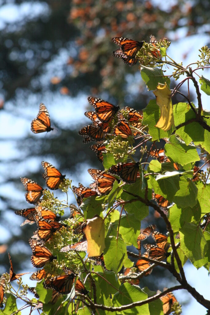 La migración de la mariposa monarca no termina al llegar a México. Las colonias permanecen relativamente estables durante el invierno y comienzan su regreso hacia el norte durante la primavera. Créditos: Fondo Monarca