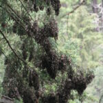Mariposas cubren un árbol en Cerro Pelón. Créditos: Fondo Monarca