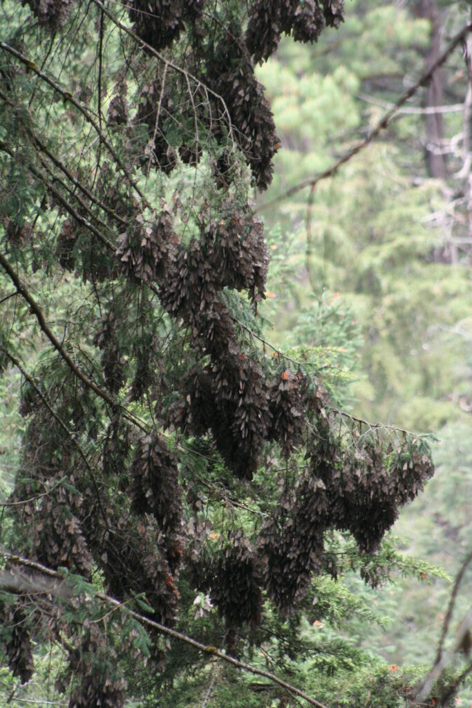 Mariposas cubren un árbol en Cerro Pelón. Créditos: Fondo Monarca