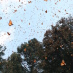Mariposas en vuelo. Créditos: Fondo Monarca