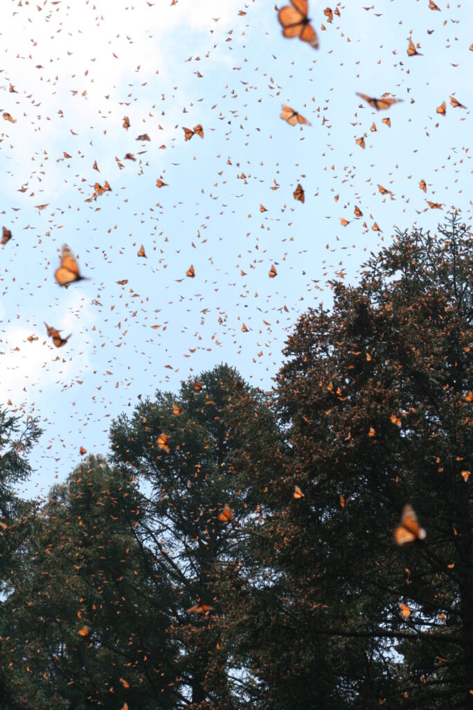 Mariposas en vuelo. Créditos: Fondo Monarca
