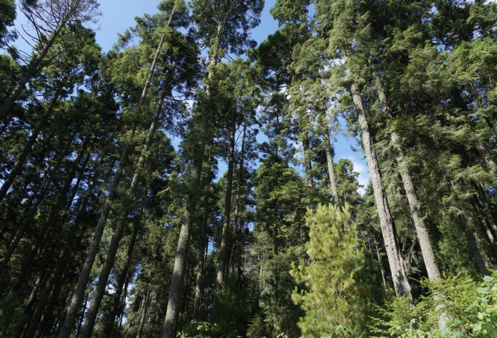 Ejido Cerro Prieto es un santuario y comunidad ubicada en el municipio de Ocampo, en el estado de Michoacán, dentro de la Reserva de la Biosfera de la Mariposa Monarca. Créditos: FOCEN