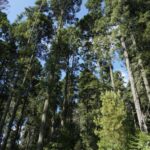 Ejido Cerro Prieto es un santuario y comunidad ubicada en el municipio de Ocampo, en el estado de Michoacán, dentro de la Reserva de la Biosfera de la Mariposa Monarca. Créditos: FOCEN