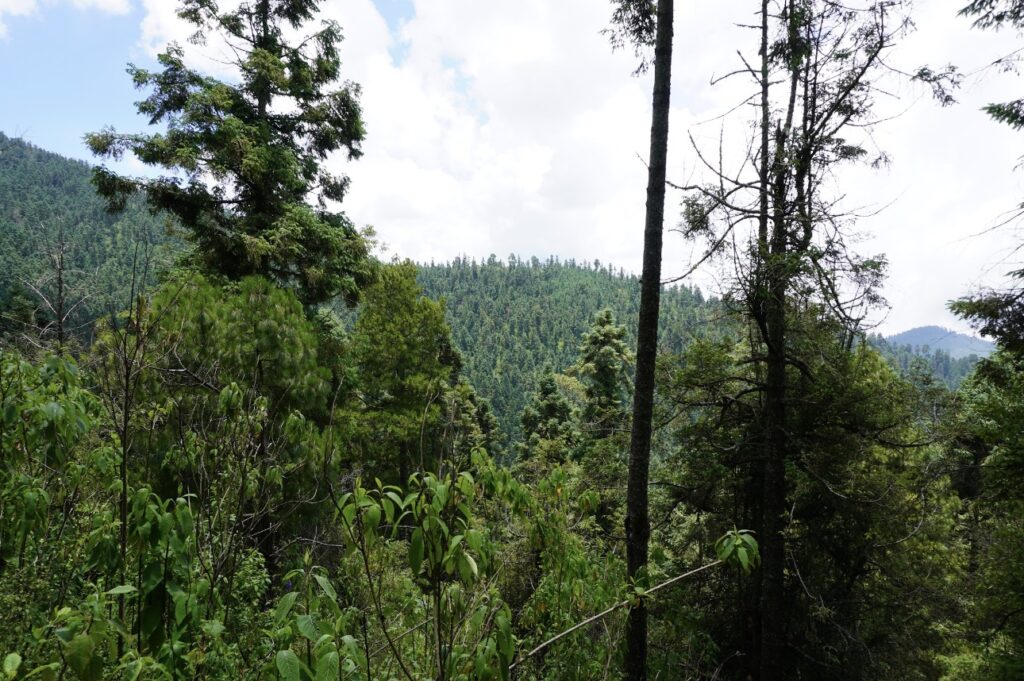 Monitoreo ambiental llevado a cabo en localidad de El Rosario, Michoacán. Créditos: FOCEN 