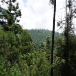 Monitoreo ambiental llevado a cabo en localidad de El Rosario, Michoacán. Créditos: FOCEN