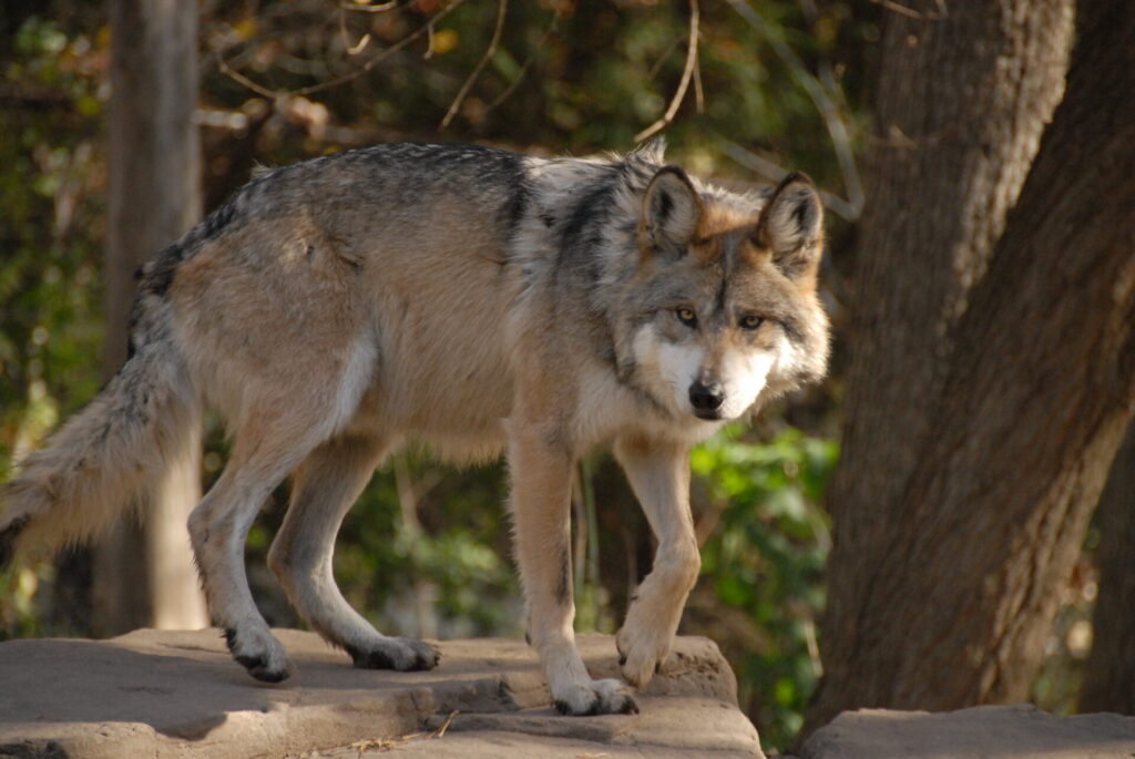 El lobo gris mexicano (Canis lupus baileyi) es una de las subespecies de lobo más amenazadas de Norteamérica. Su recuperación comenzó después de que la persecución humana lo llevara al borde de la extinción. Créditos:  (c) Josh More     www.starmind.org
