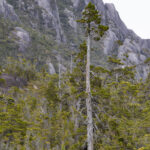 Reserva Nacional Katalalixar. Créditos: Benjamín Valenzuela Wallis.