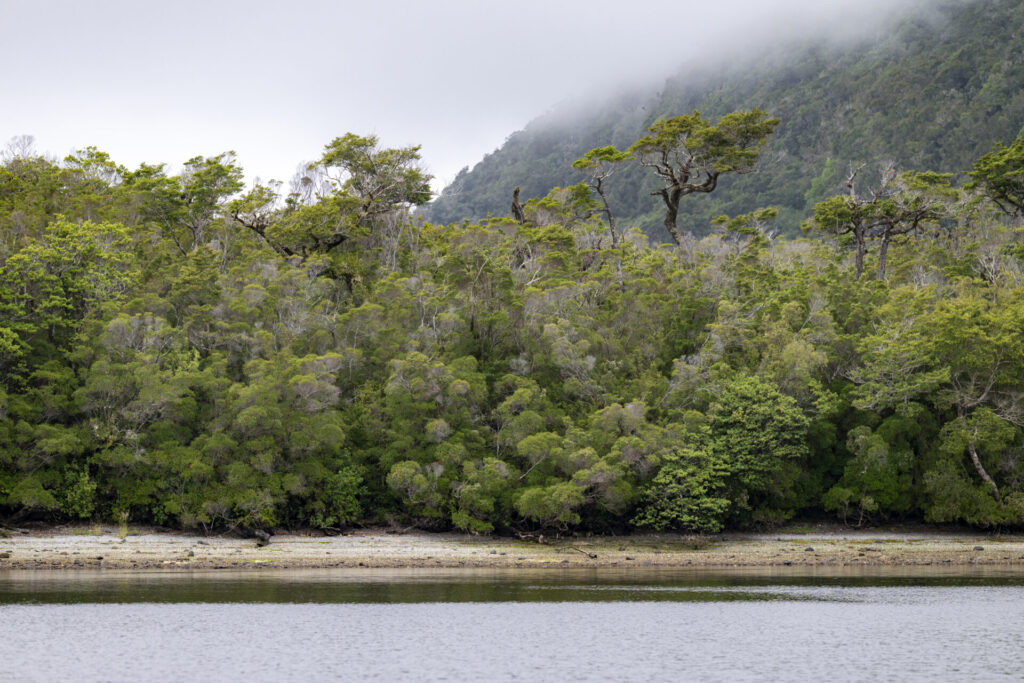 Reserva Nacional Las Guaitecas. Créditos: Benjamín Valenzuela Wallis.