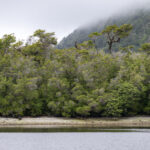 Reserva Nacional Las Guaitecas. Créditos: Benjamín Valenzuela Wallis.