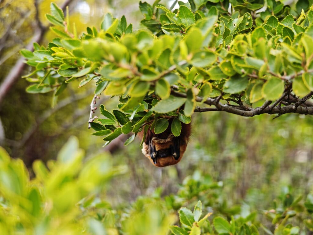 Lasiurus varius Créditos: Francisca Hernández