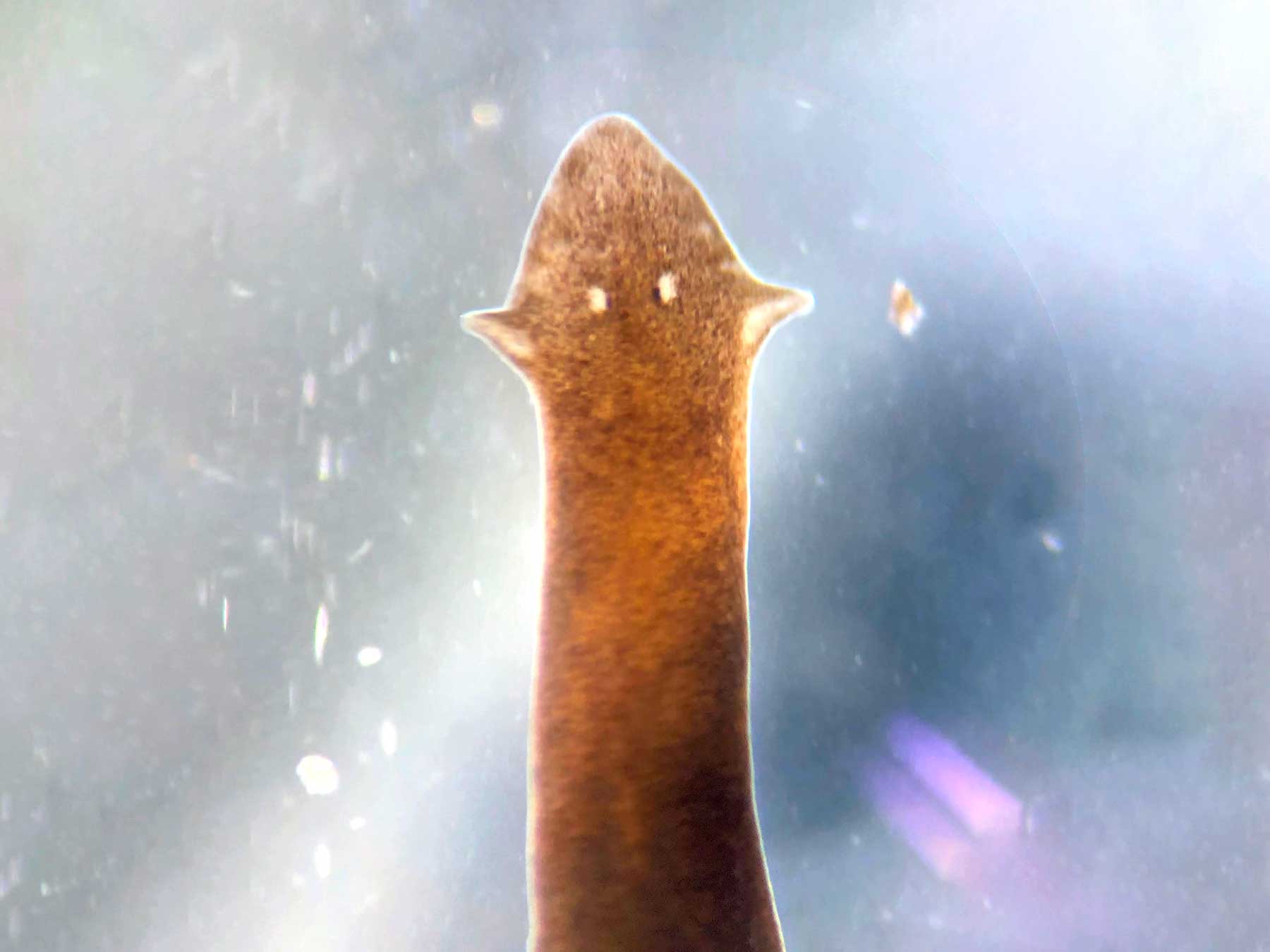 Descubren posibles nuevas especies de planarias en el altiplano chileno, organismos cuya biología es tan extraña que parece de otro mundo