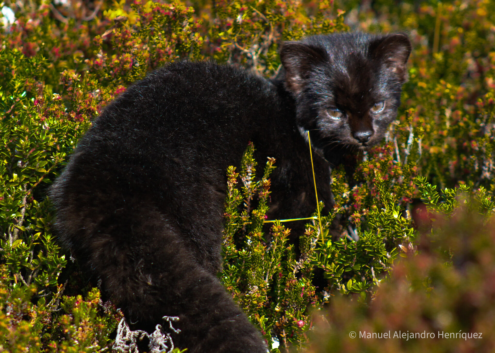 ¡Un encuentro único! Registran a güiña melánica en el Parque Nacional Pumalín Douglas Tompkins
