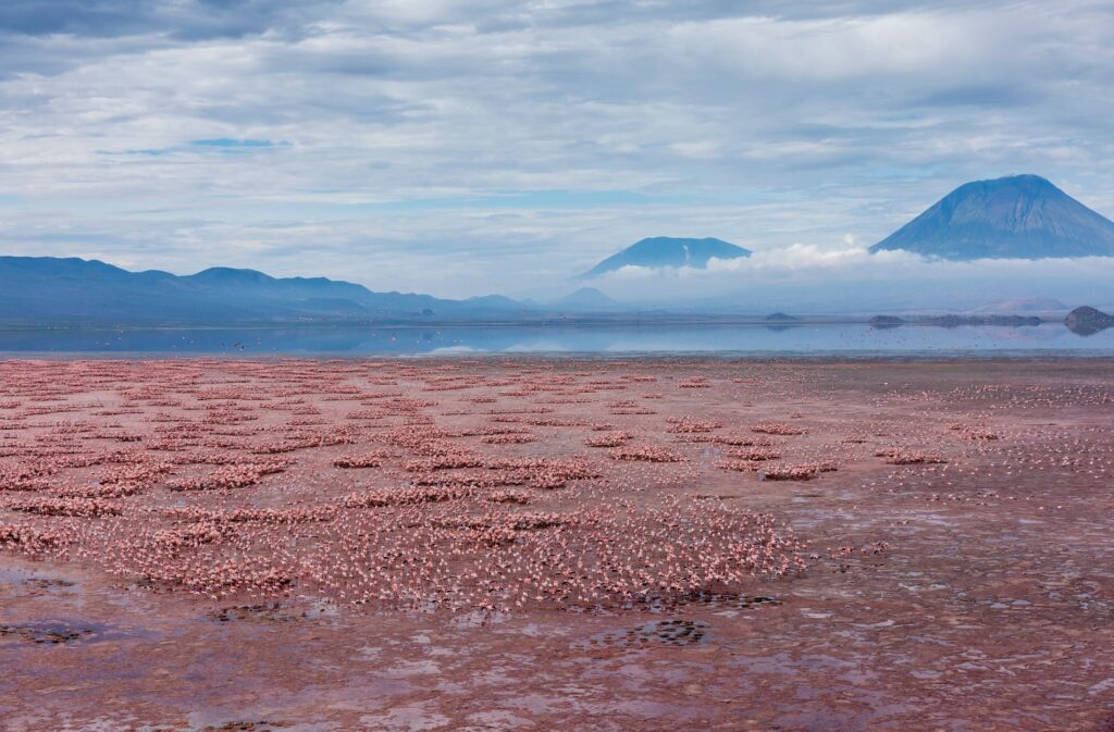 Vista aérea del volcán Ol Doinyo Lengai alzándose sobre una inmensa bandada de flamencos enanos (Phoenicoparrus minor) que anidan en las aguas salinas poco profundas del lago Natron. Foto: cortesía Danita Delimont, Shutterstock