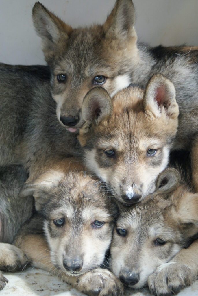 Crías de lobo mexicano. Créditos: Zoológico de Chapultepec