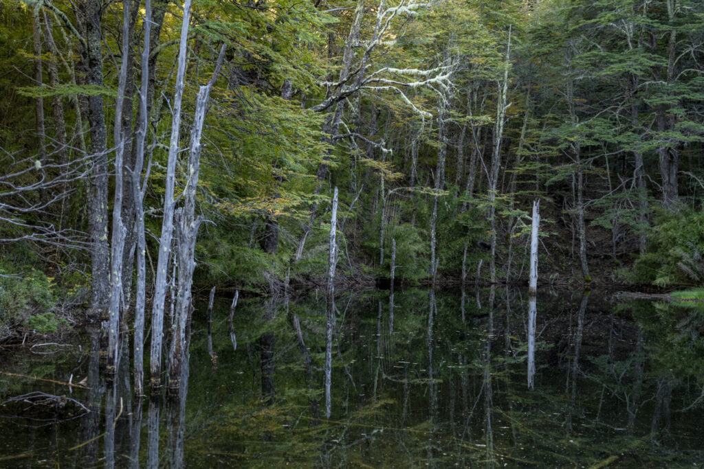 Reserva Nacional Malalcahuello - Nalcas. Créditos: Benjamín Valenzuela Wallis.