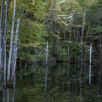 Reserva Nacional Malalcahuello - Nalcas. Créditos: Benjamín Valenzuela Wallis.