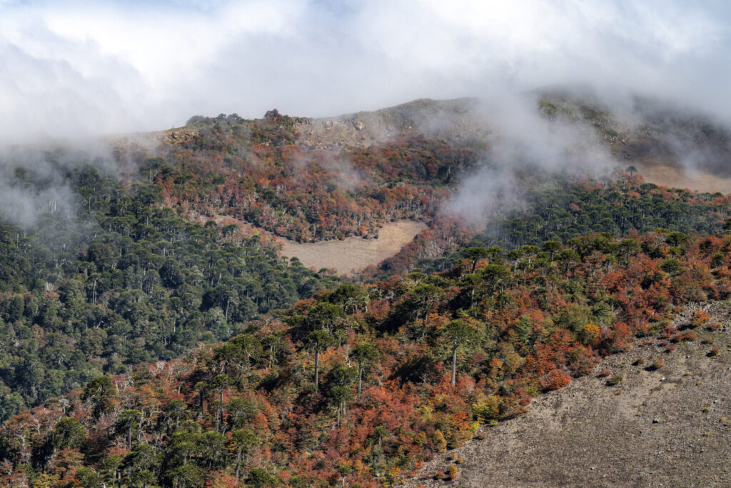 Reserva Nacional Malalcahuello - Nalcas. Créditos: Benjamín Valenzuela Wallis.
