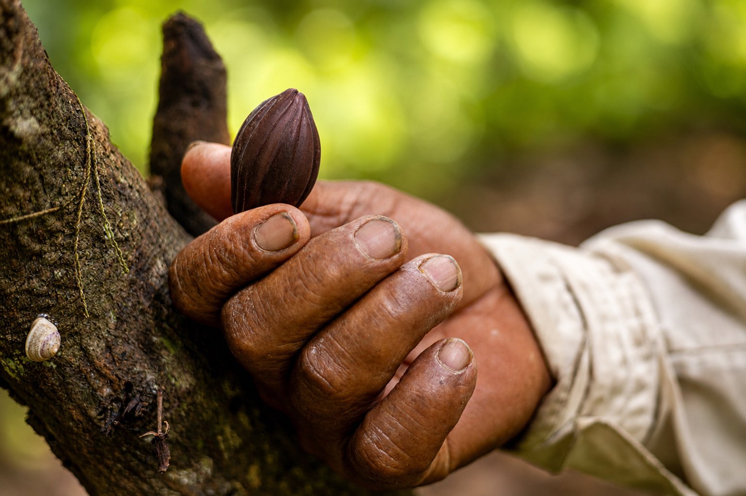 La selva cabe en un grano de cacao: sembrar, fermentar, resistir