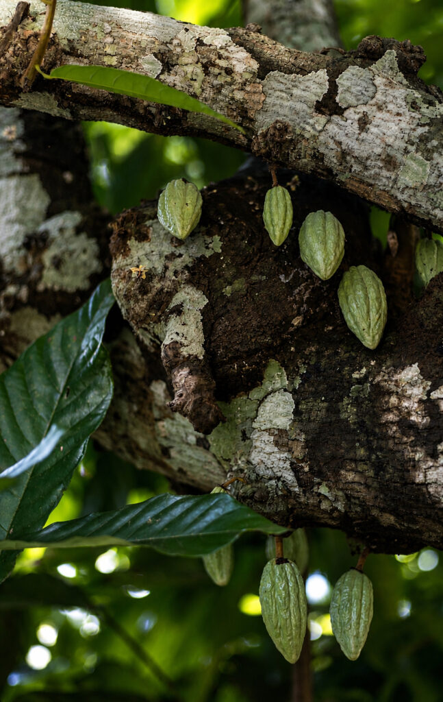 Mazorcas verdes árbol Créditos: María Ulloa