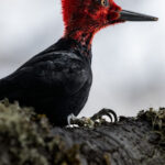 Reserva Nacional Mocho Choshuenco. Créditos: Benjamín Valenzuela Wallis.
