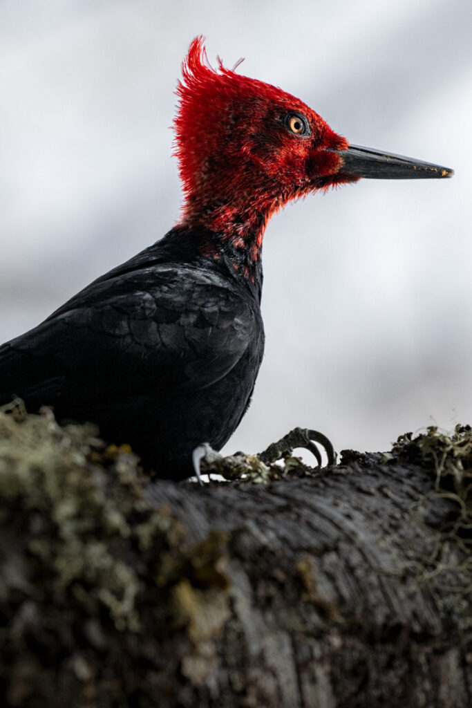 Reserva Nacional Mocho Choshuenco. Créditos: Benjamín Valenzuela Wallis.