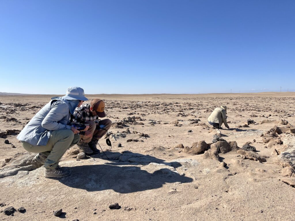 Monitoreo de nidos de golondrina de mar negra en Arica Créditos: Red de Observadores de Aves y Vida Silvestre de Chile (ROC)