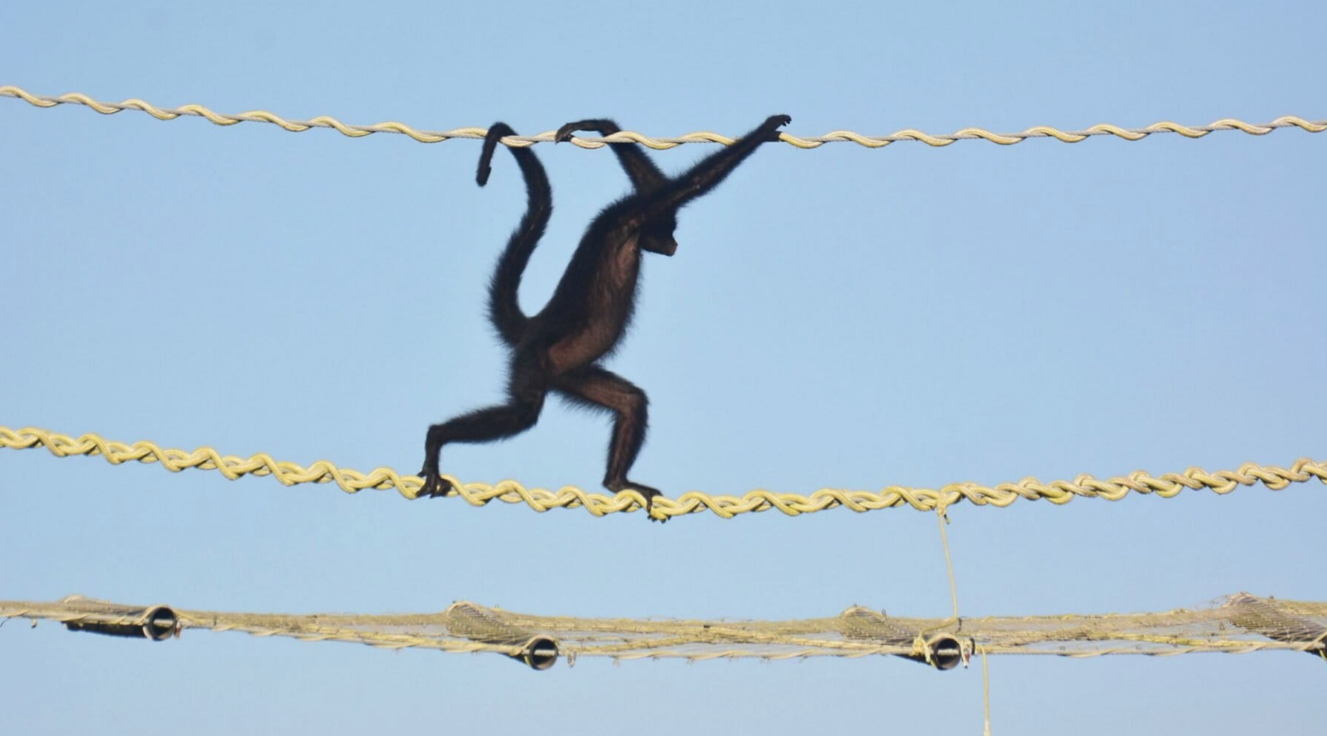 Cero atropellos: los puentes que salvan animales de las carreteras en la Amazonía de Brasil
