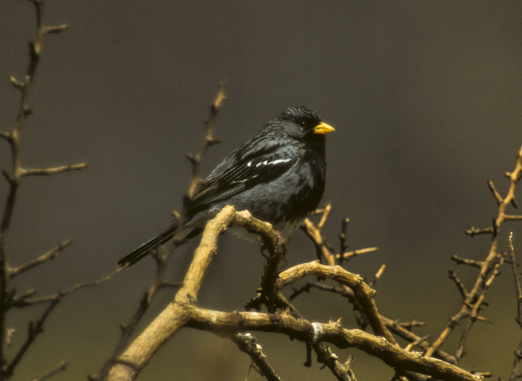 Yale (Rhopospina fruticeti). Créditos (CC BY-SA 2.0)= Francesco Veronesi, vía Wikimedia.