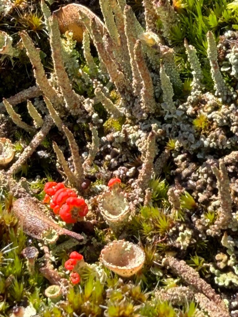 Taller turberas Chiloé Créditos: WCS Chile