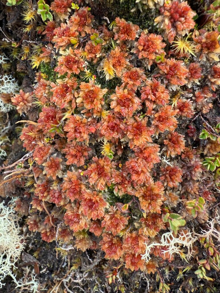 Taller turberas Chiloé Créditos: WCS Chile