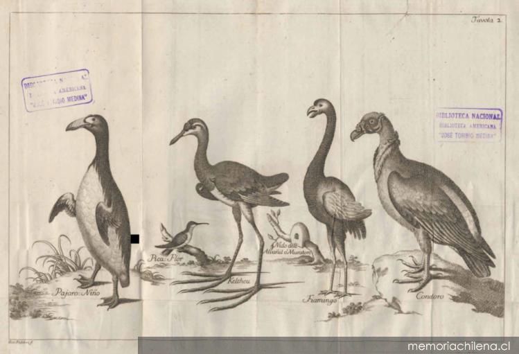 Aves de Chile, 1776. Compendio della storia geografica, naturale, e civili del regno del Chile. Créditos: Memoria Chilena