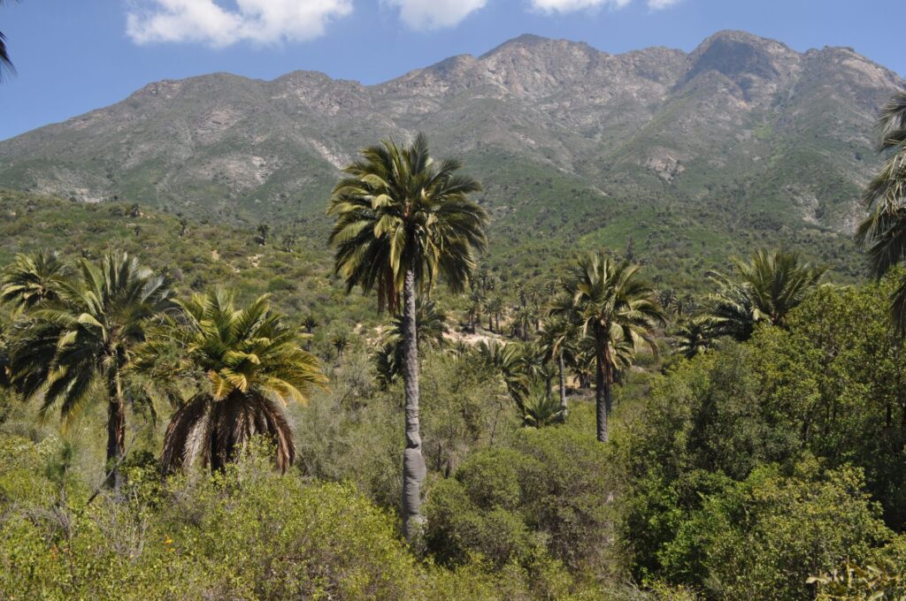 Palmar de Ocoa. Créditos: Mar del Sur / Wikimedia Commons